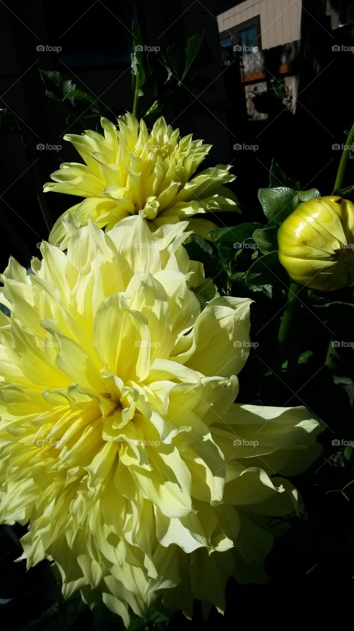 my yellow doubleheaded Dahlia2