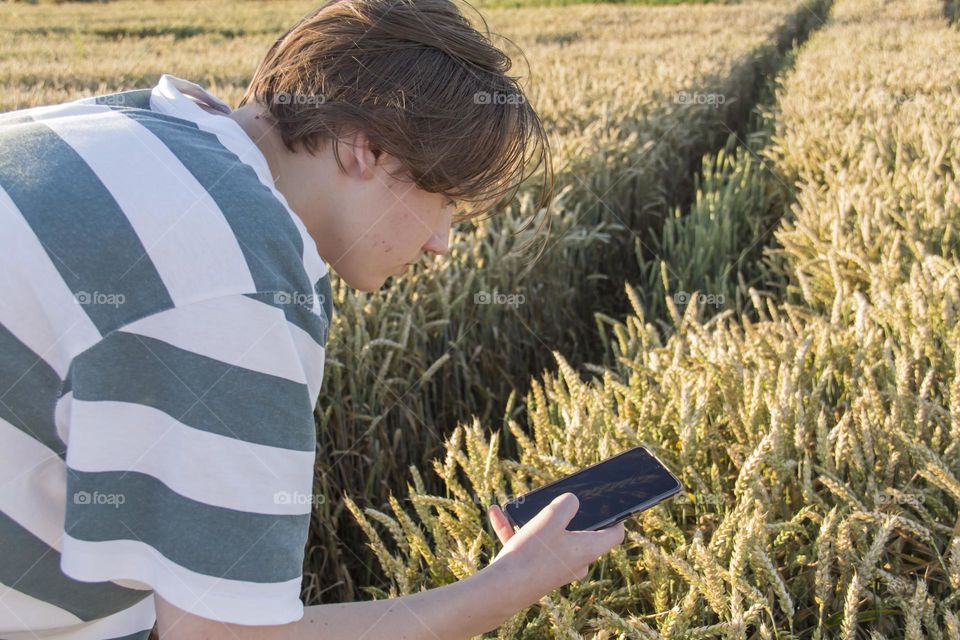 a teenager photographs spikelets in a wheat field on a phone camera which.