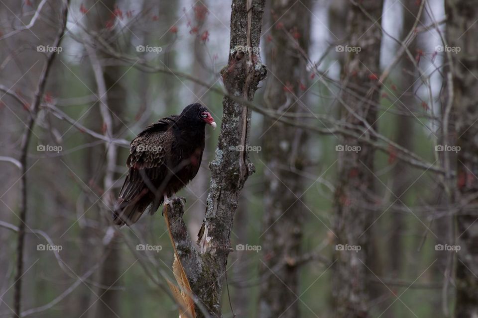 Turkey Vulture balancing on a broken branch 