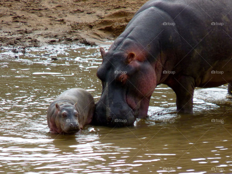 baby kenya hippo mara by trvldeb07