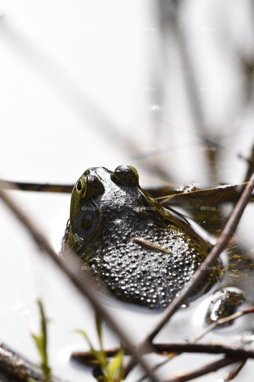 toad in shallow water
