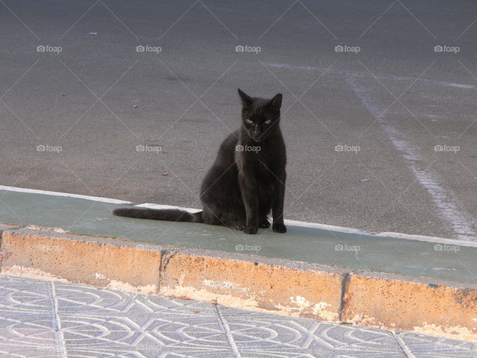 A black cat sitting on the street