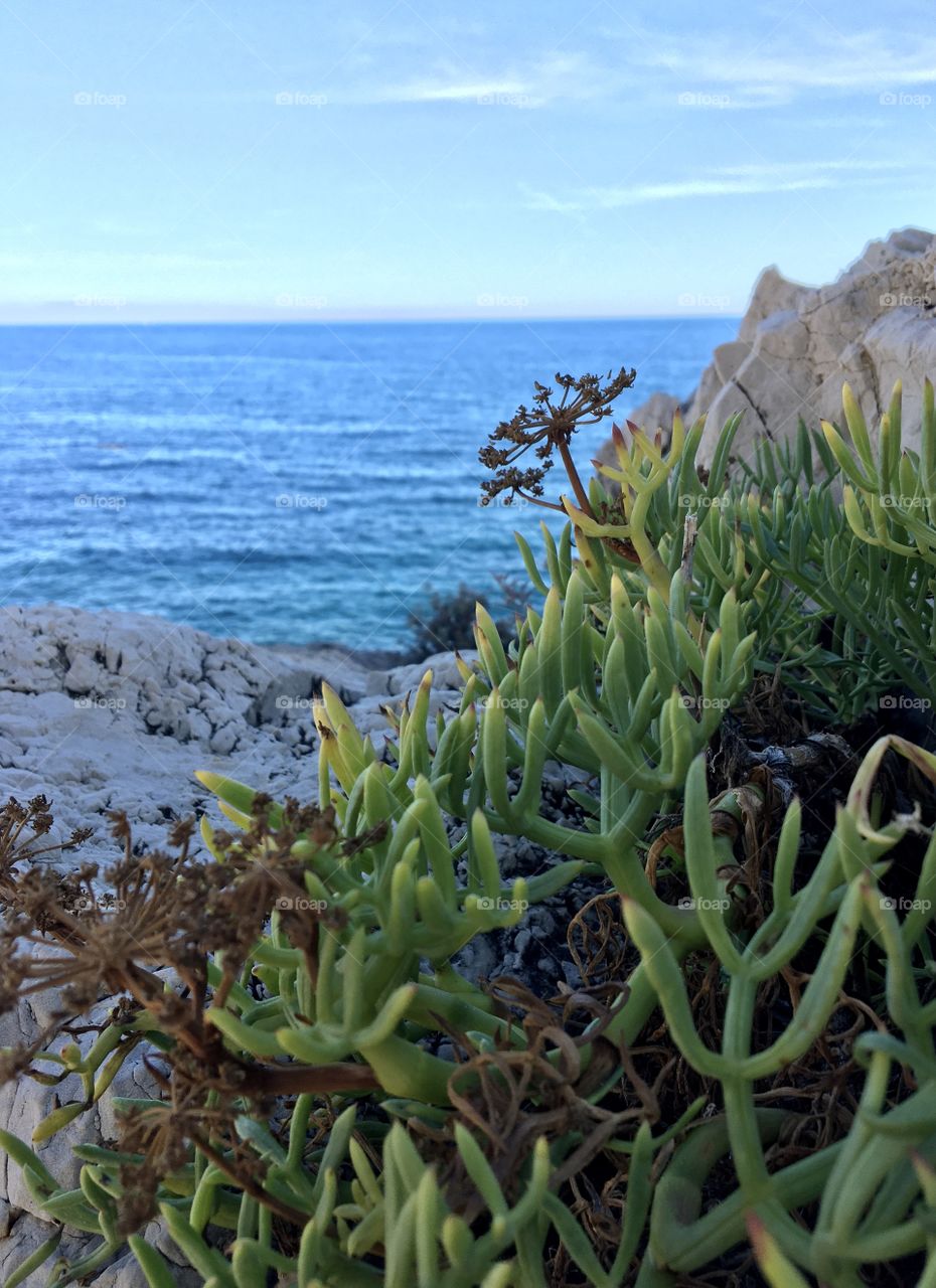 Autumn plants along seashore 