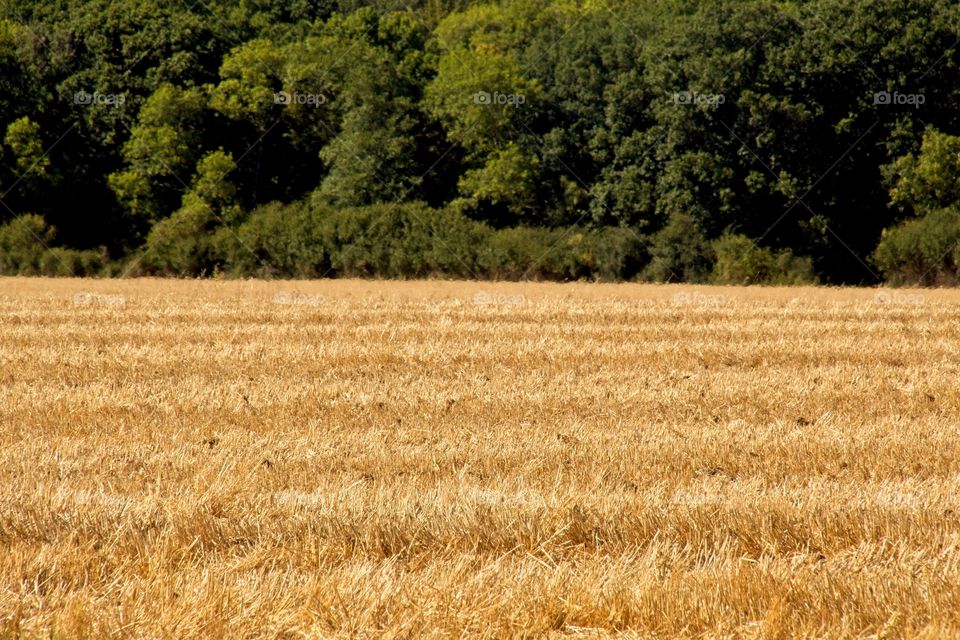 wheat field in the summer