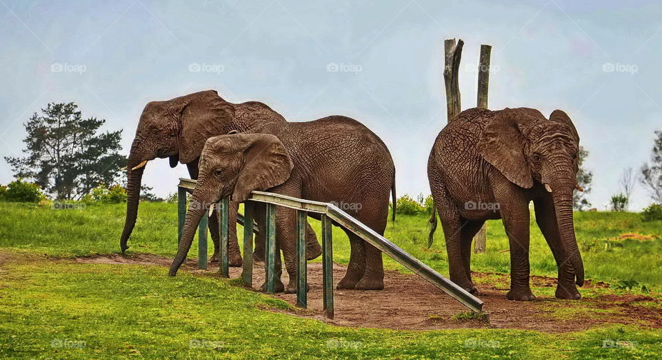 3x Elephants