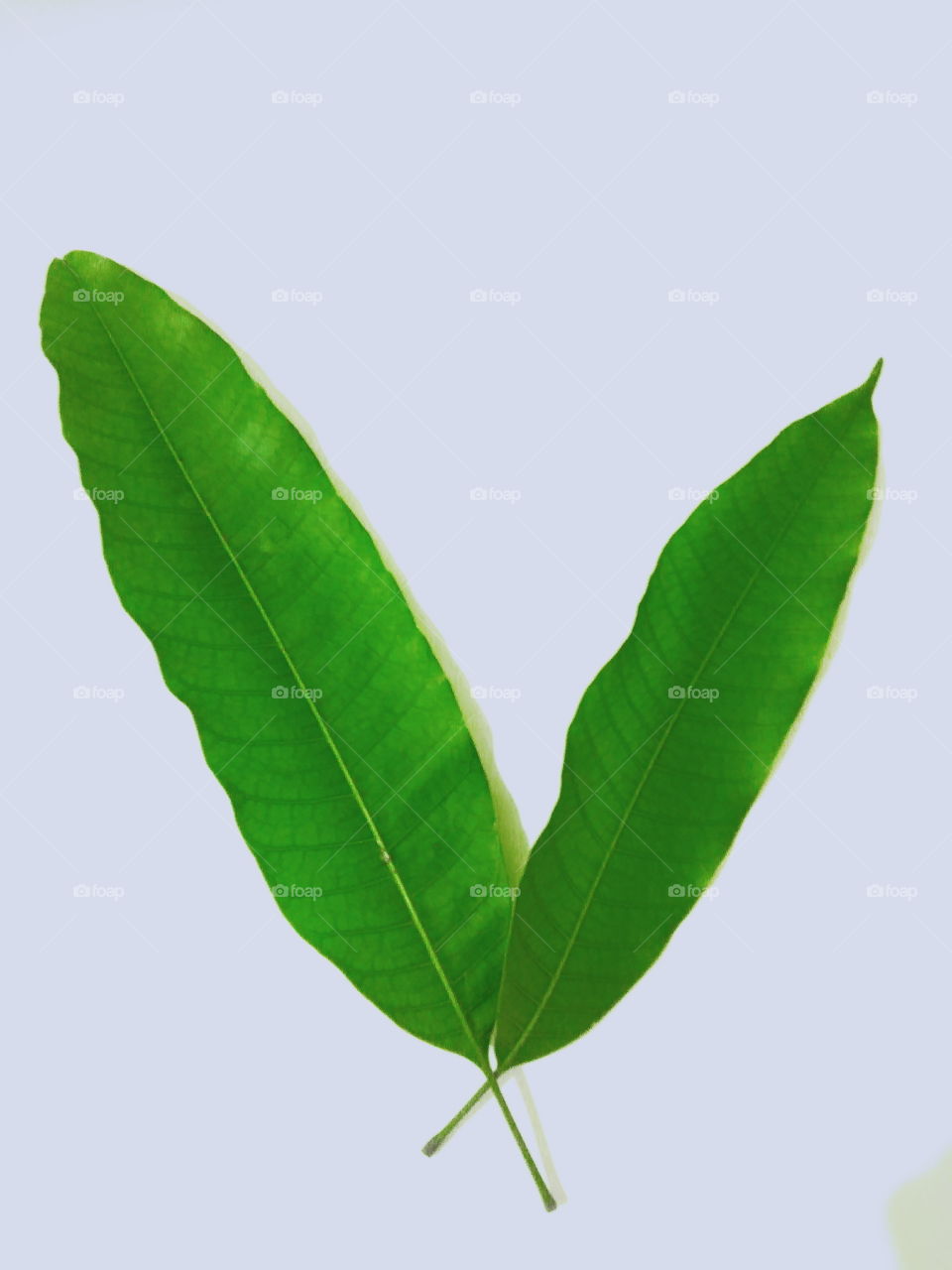 Mango leaf