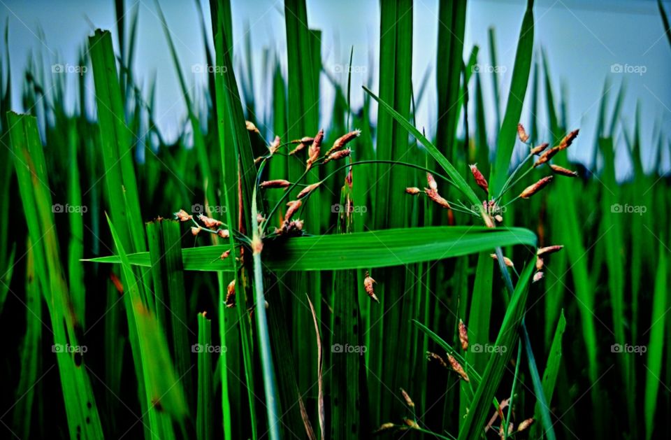 The prominent thing of village is agriculture.. paddy is growing on the field