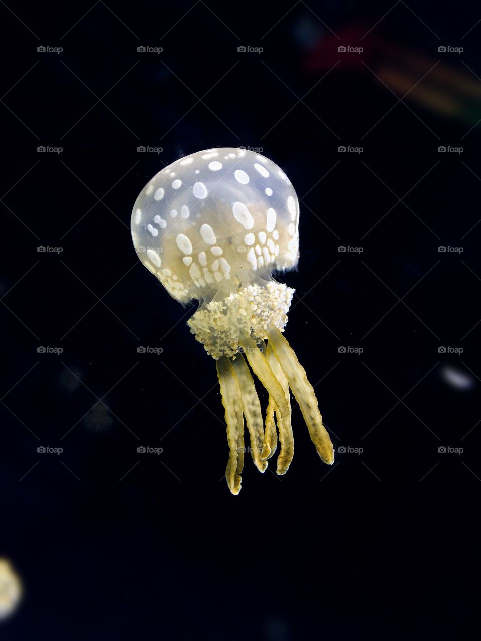 Jellyfish swimming undersea