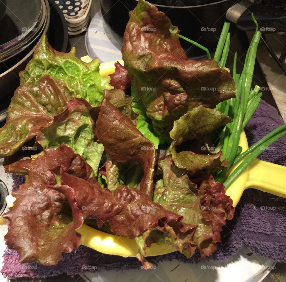 Red Leaf lettuce and spring green onions in yellow colander cut fresh from the garden
