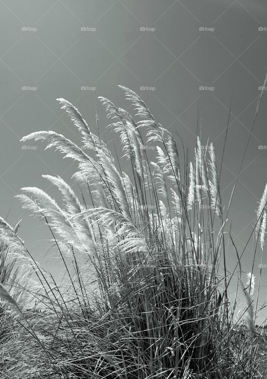 plantas en blanco y negro