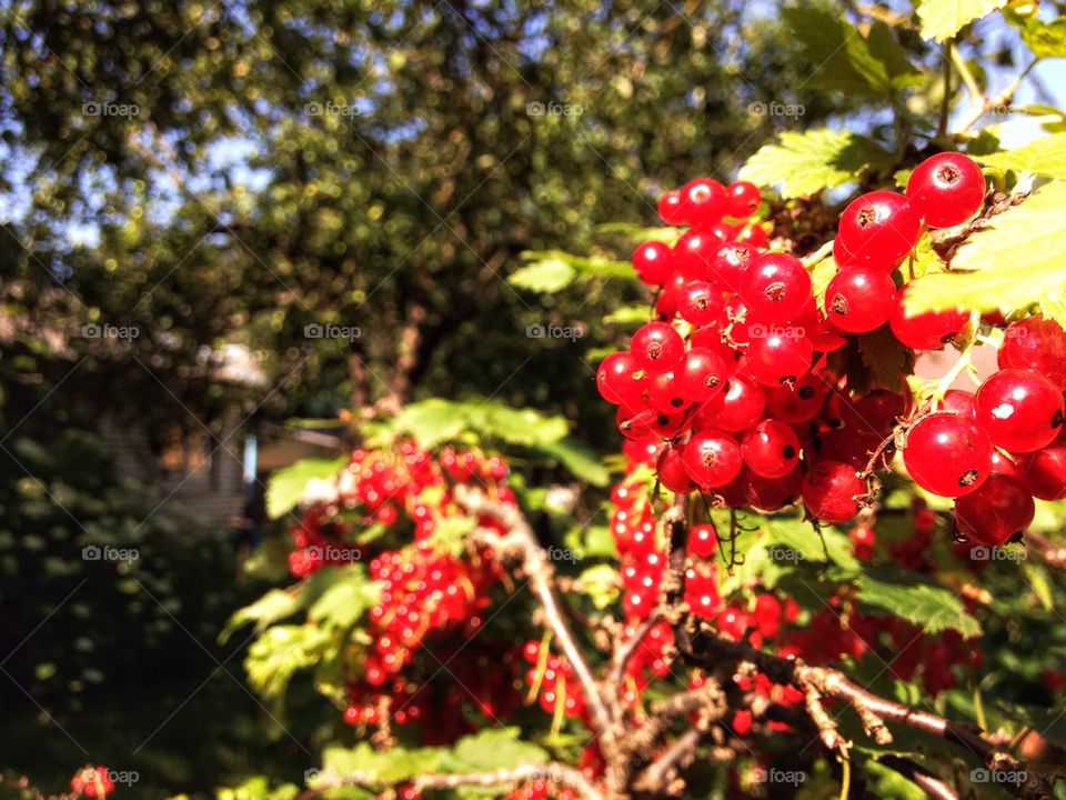 Red berries