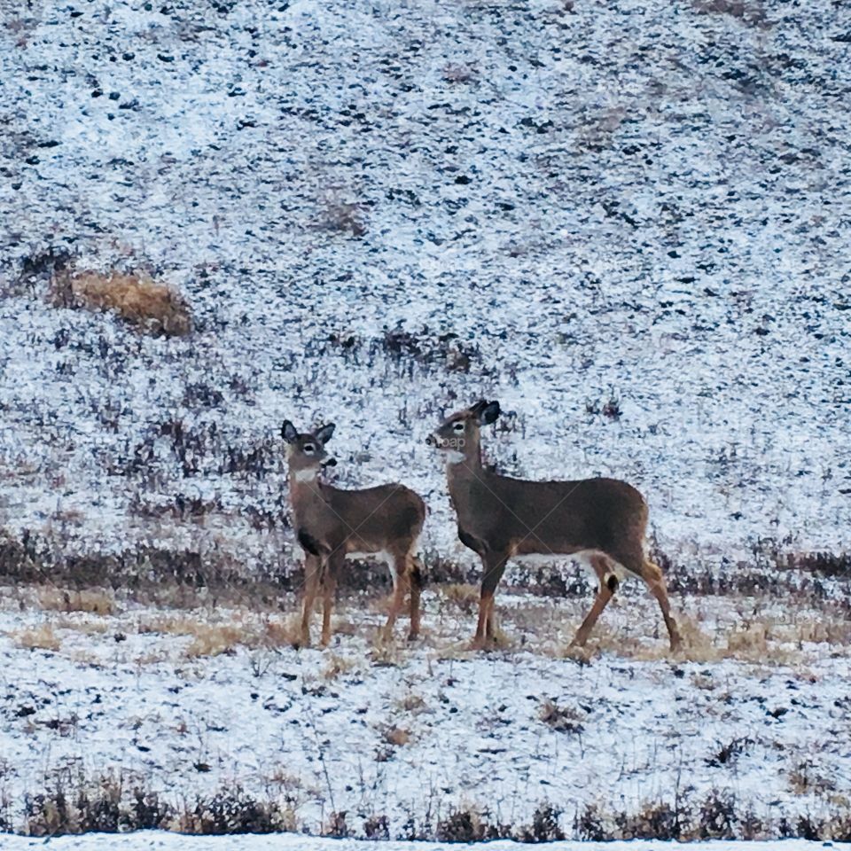 Winter doe and fawn 