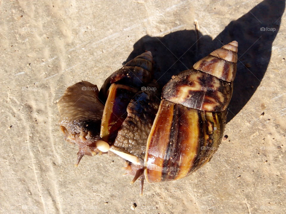 Snails sexual intercourse
