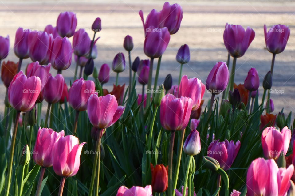 Tulips 