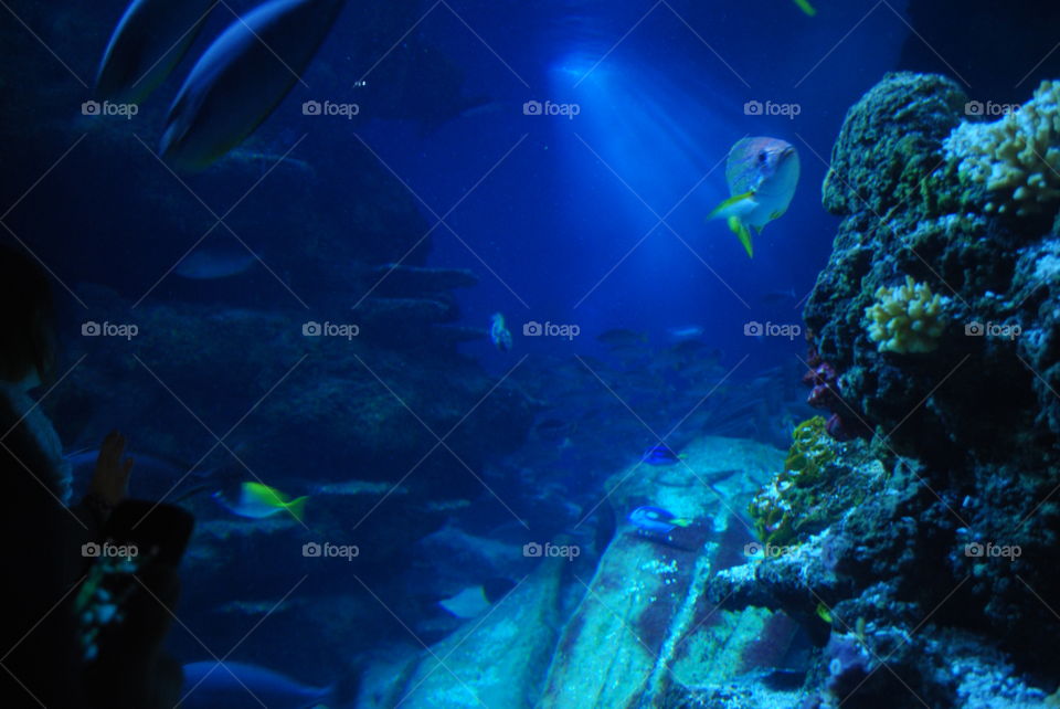 Underwater, Fish, Coral, Swimming, Reef