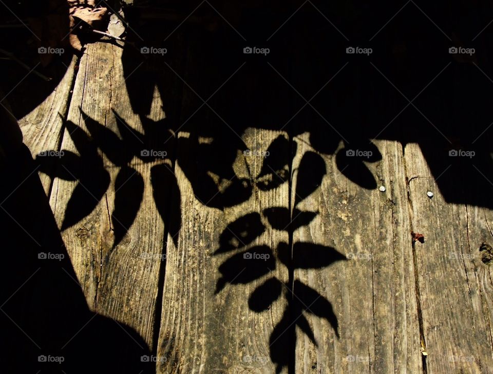 Leafy shadow