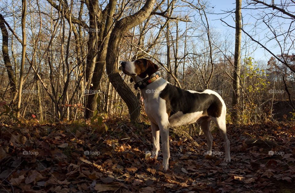 Marley the Coonhound 