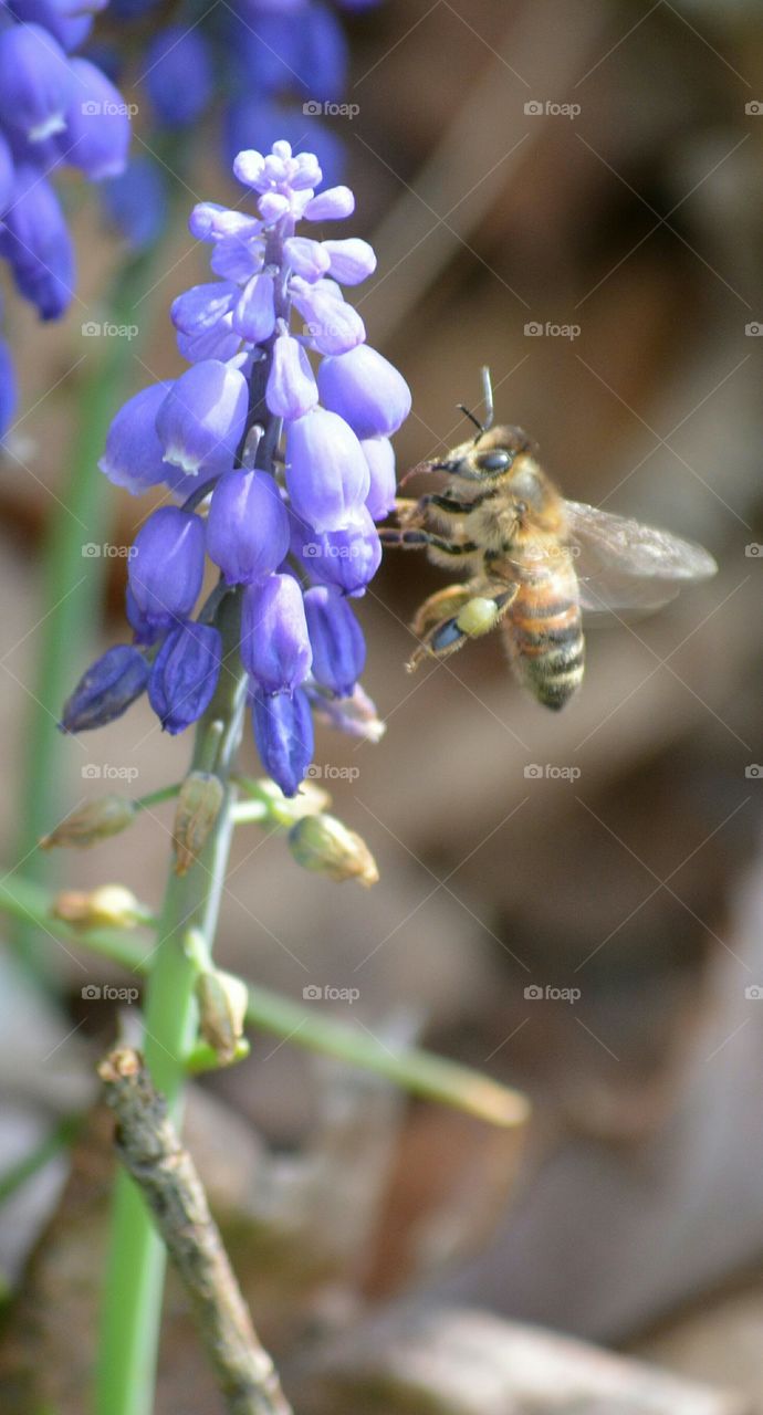 bee collecting pollen