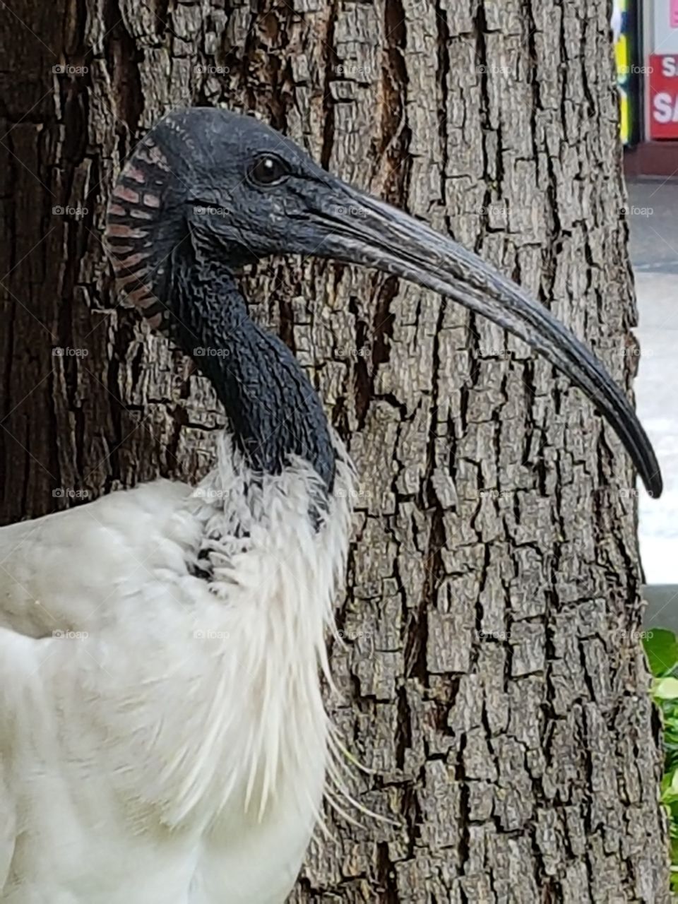 Ibis