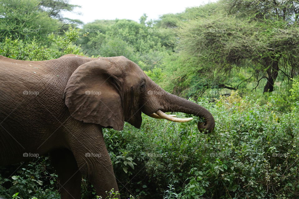 An elephant at lunch in Lake Manyara National Park, Tanzania
