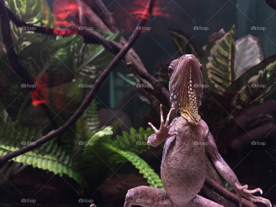 Lizard Shot at Zoo Perth, Australia