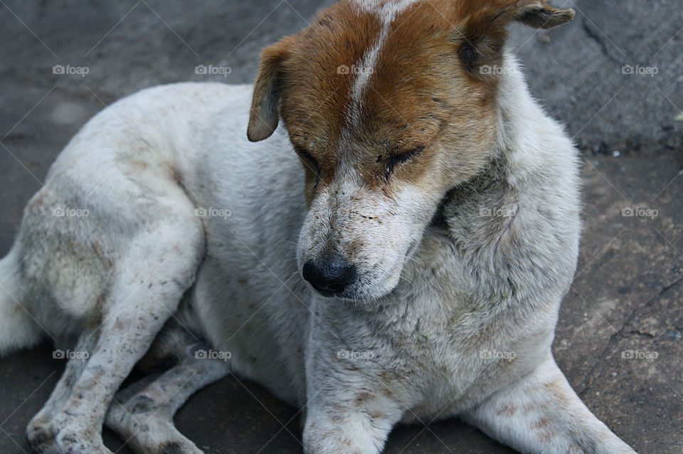 dog on roadside