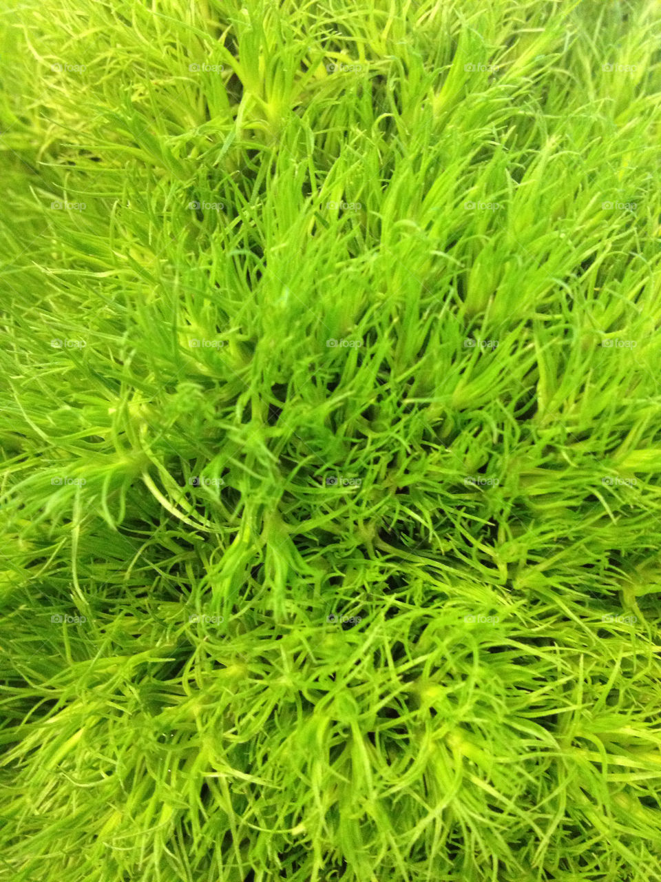 green grass cook moss by eastofsheridan