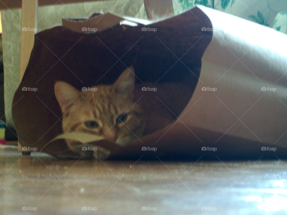 Sunny in a bag