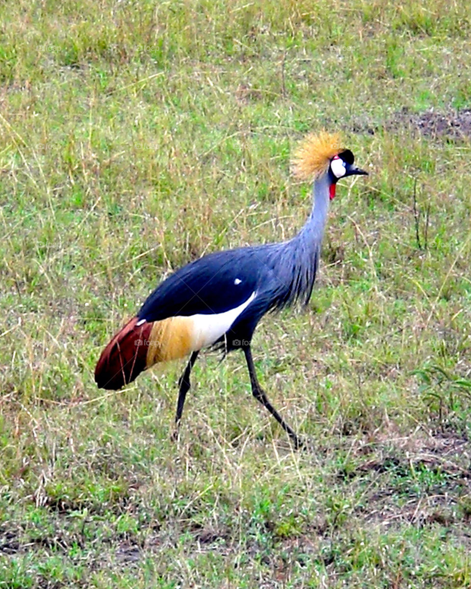 bird animals crane kenya by trvldeb07