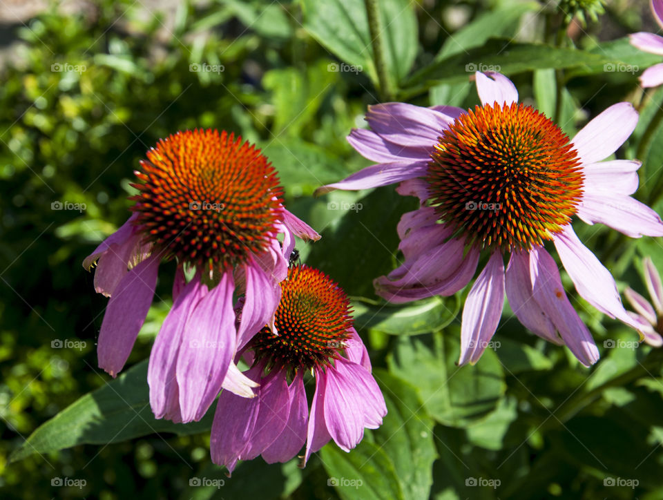 Summer flowers 