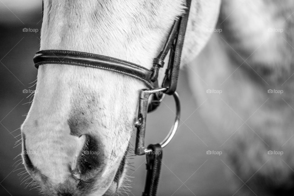 A black-and-white photo of a white horse shot in Atlanta Georgia