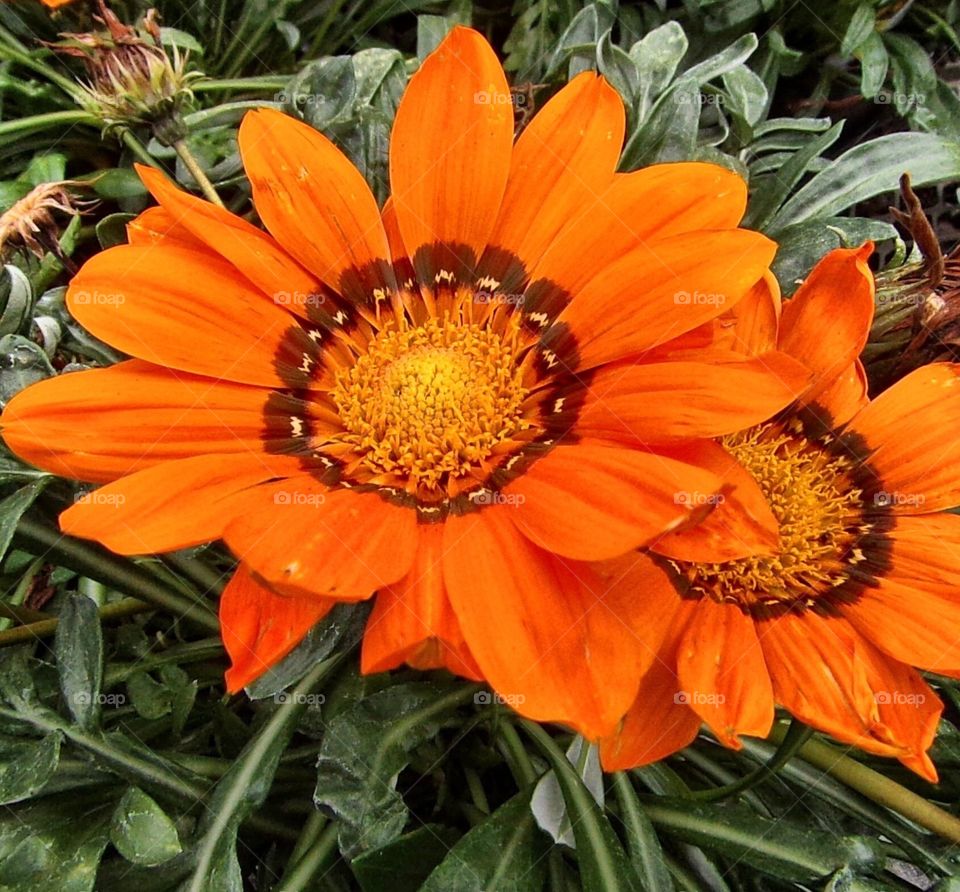 Beautiful orange flower 