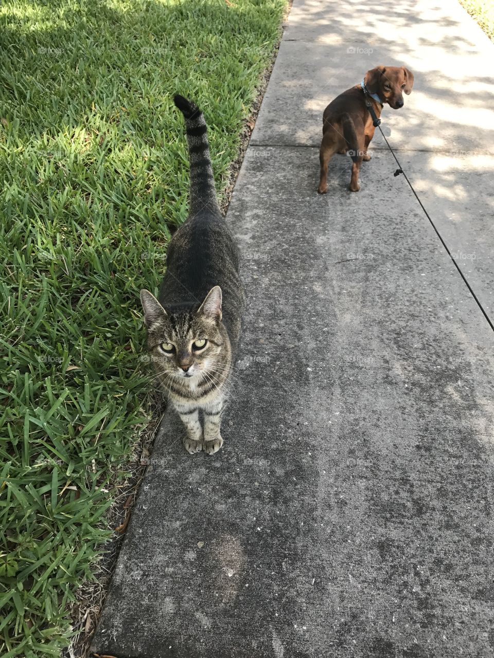 Kitty Pup Walk