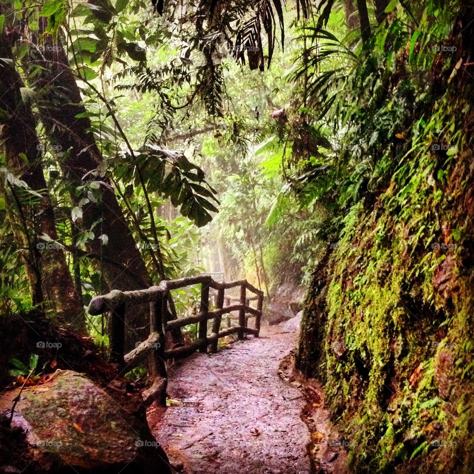 Rainforest stroll in Costa Rica