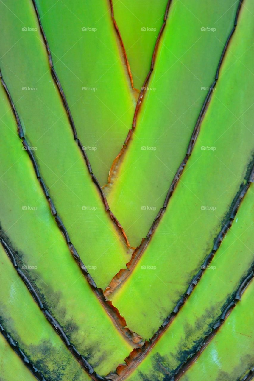 v-shaped of traveller's palm tree aka Ravenala madagascariensis