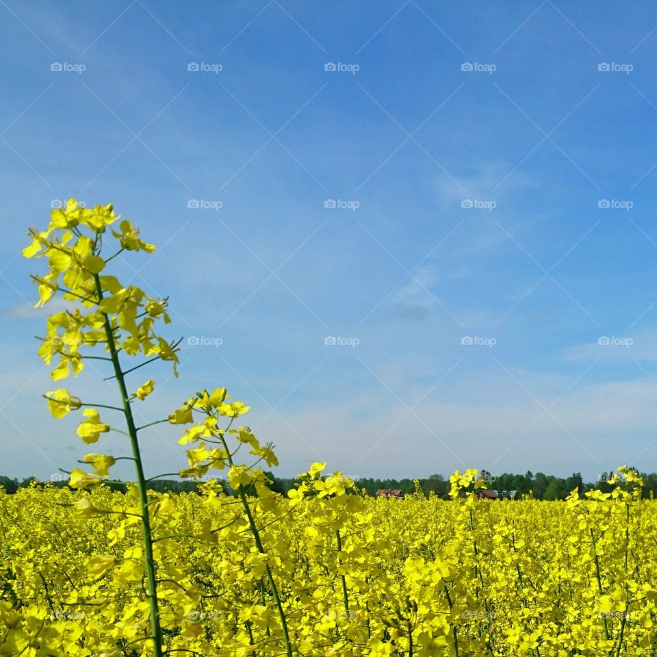 Field of yellow flowers