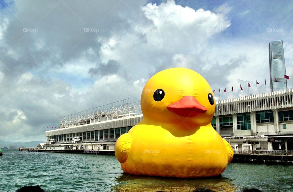 Duck - Hong Kong