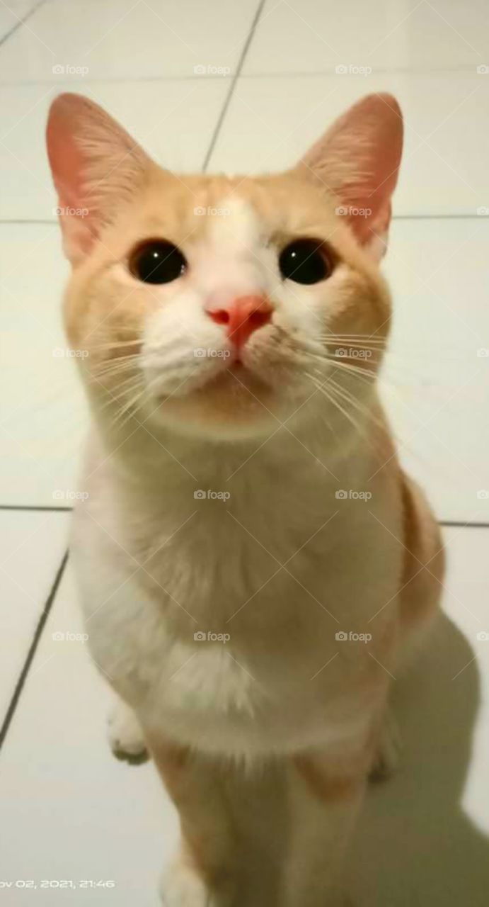 A starring cat. Looked beautiful.