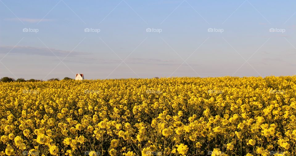 Skåne rape landscape.