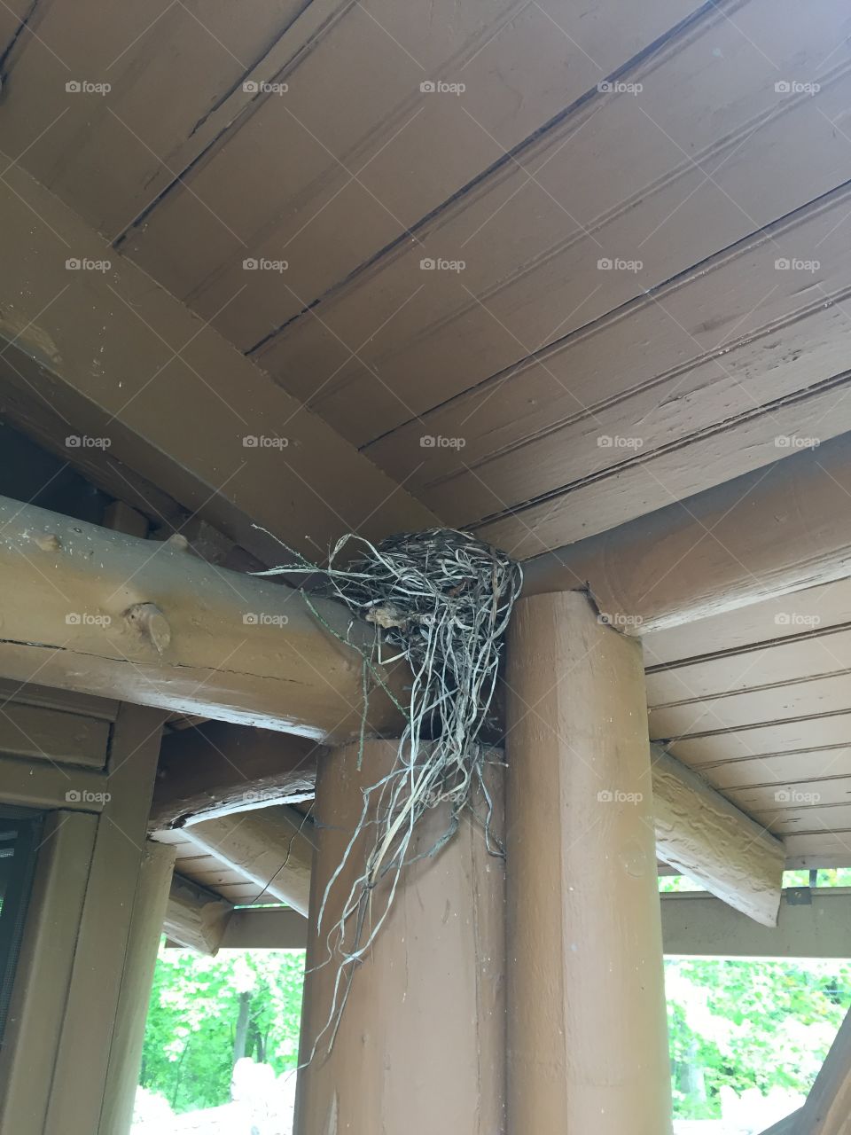 Robins nest on the porch of my log cabin