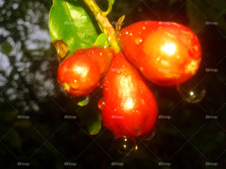 pomegranate