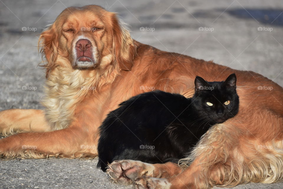 Cat and dog is resting