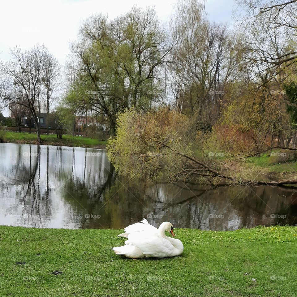 swan