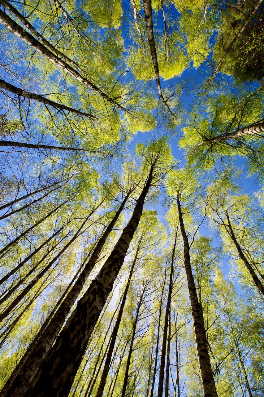 Low angle view of tree