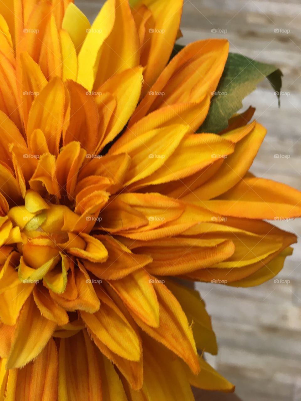 This gorgeous flower represents a yellowish ton of yellow 