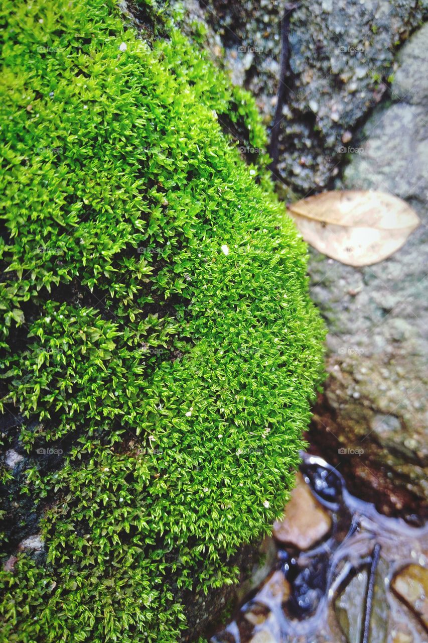 Green moss on the rocks in the brook