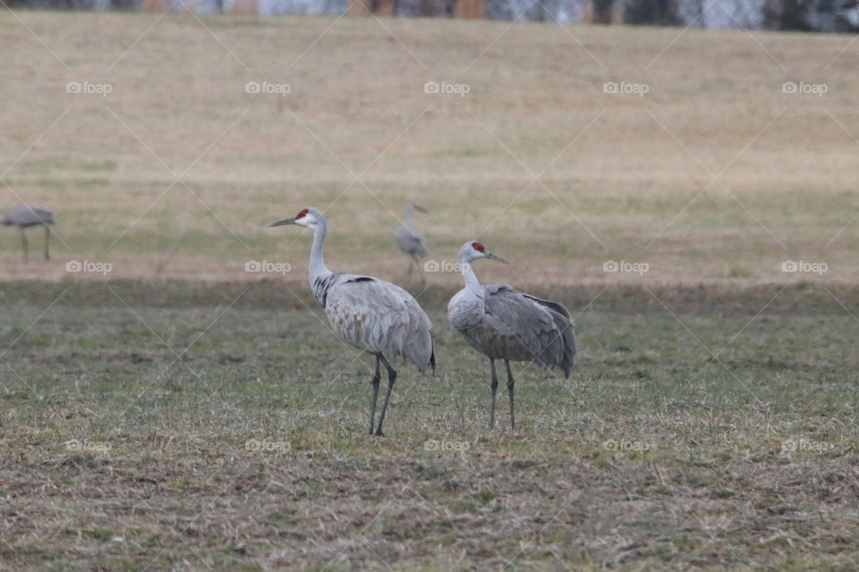 Sand hill cranes