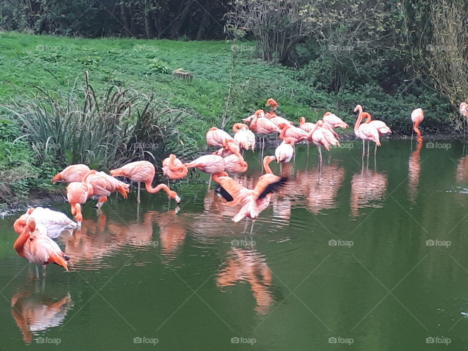 Flamingo, Water, Bird, Lake, Wildlife