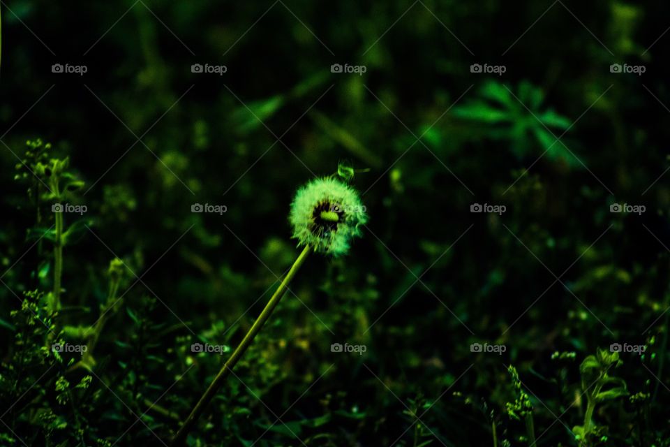 Dandelion 
