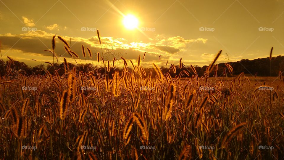 Sunset over agriculture field